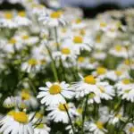 Chamomile flowers in a field