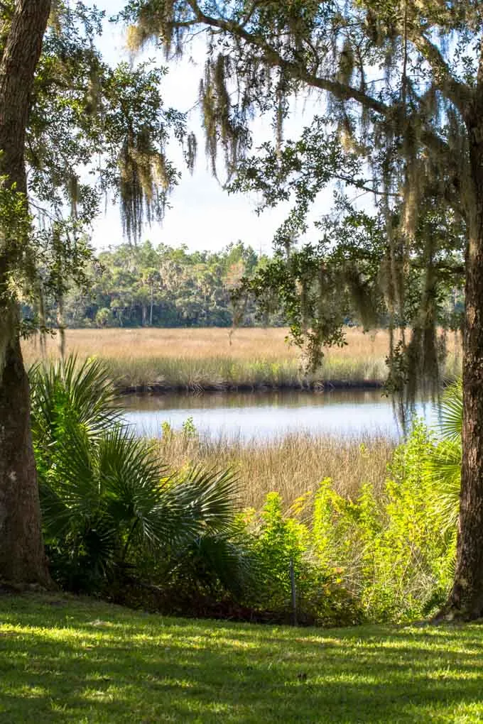 Natural Florida brackish blackwater creek with trees