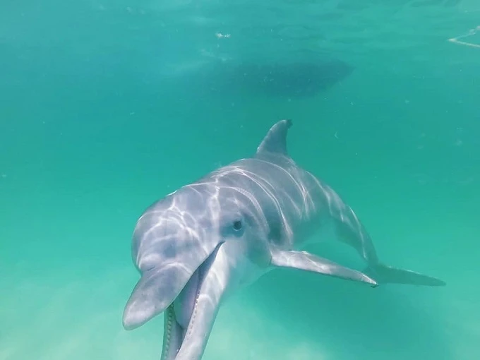 Dolphins in the water at Panama City Beach FL