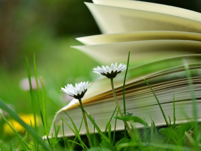 Open book in the grass with wildflowers