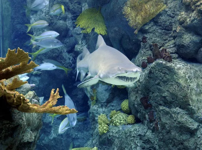 Florida Aquarium shark in tank, one of the best tampa attractions for families