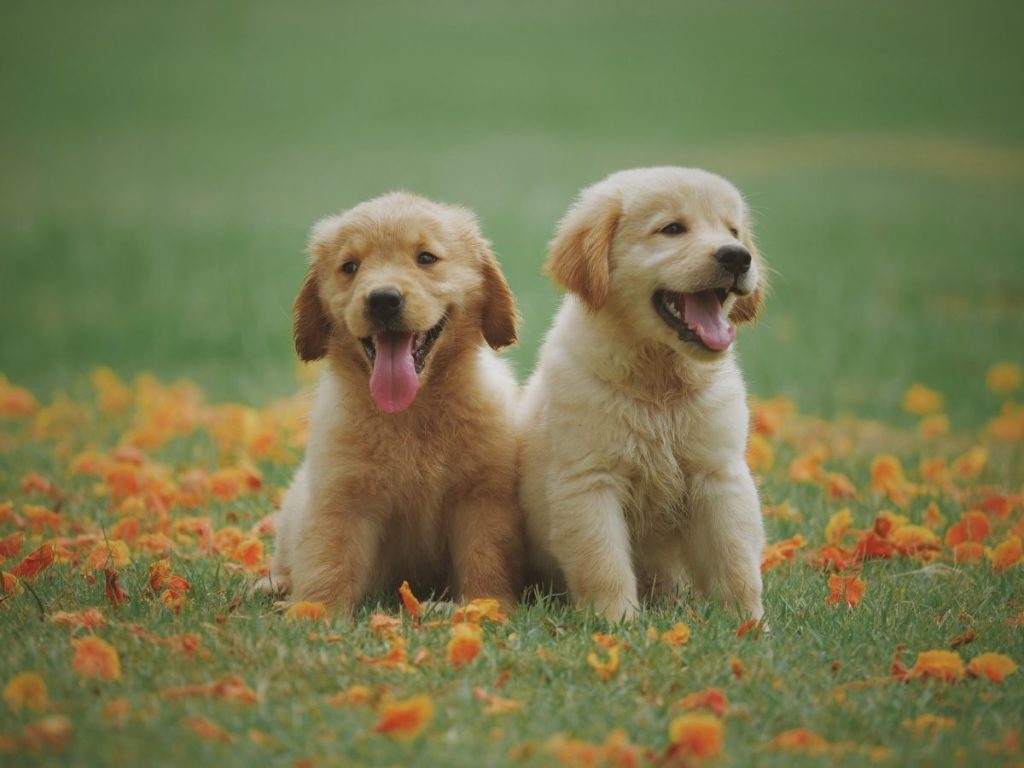 Two puppies in a field with orange flowers to illustrate what to buy for a new puppy